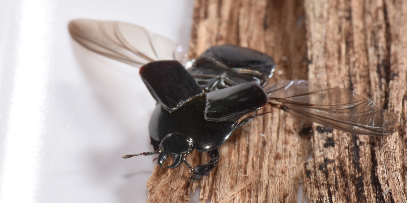 Sottiletta volante: Hololepta plana?  S !